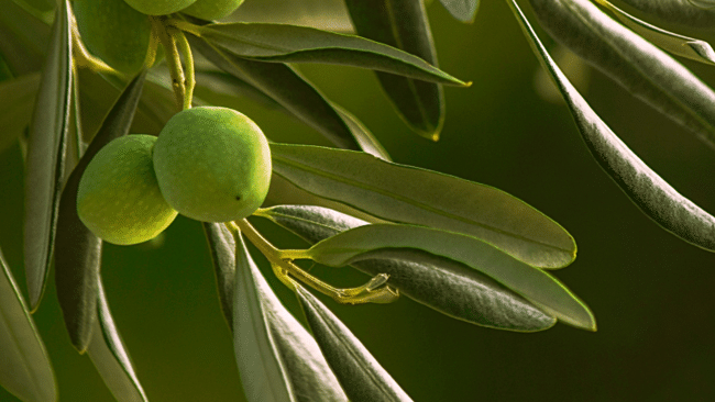 Fasi di produzione dell’olio extravergine di oliva dal frantoio alla tavola