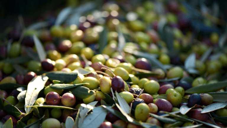 Cultivar di olive a confronto: Coratina, Ogliarola e Peranzana